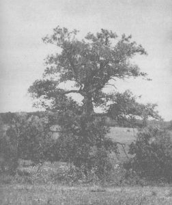 Дуб-долгожитель — представитель широко распространенных в прошлом на Самарской Луке дубовых лесов