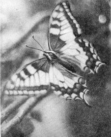Махаон - одна из самых крупных и красивых бабочек нашего края