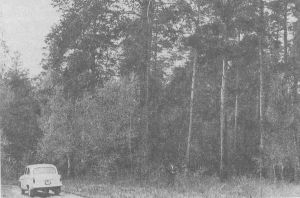 Сосновый лес на второй песча¬ной террасе реки Волги у села Задельного Ставропольского района