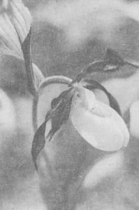 «Венерин   башмачок»   — растение Красной книги СССР